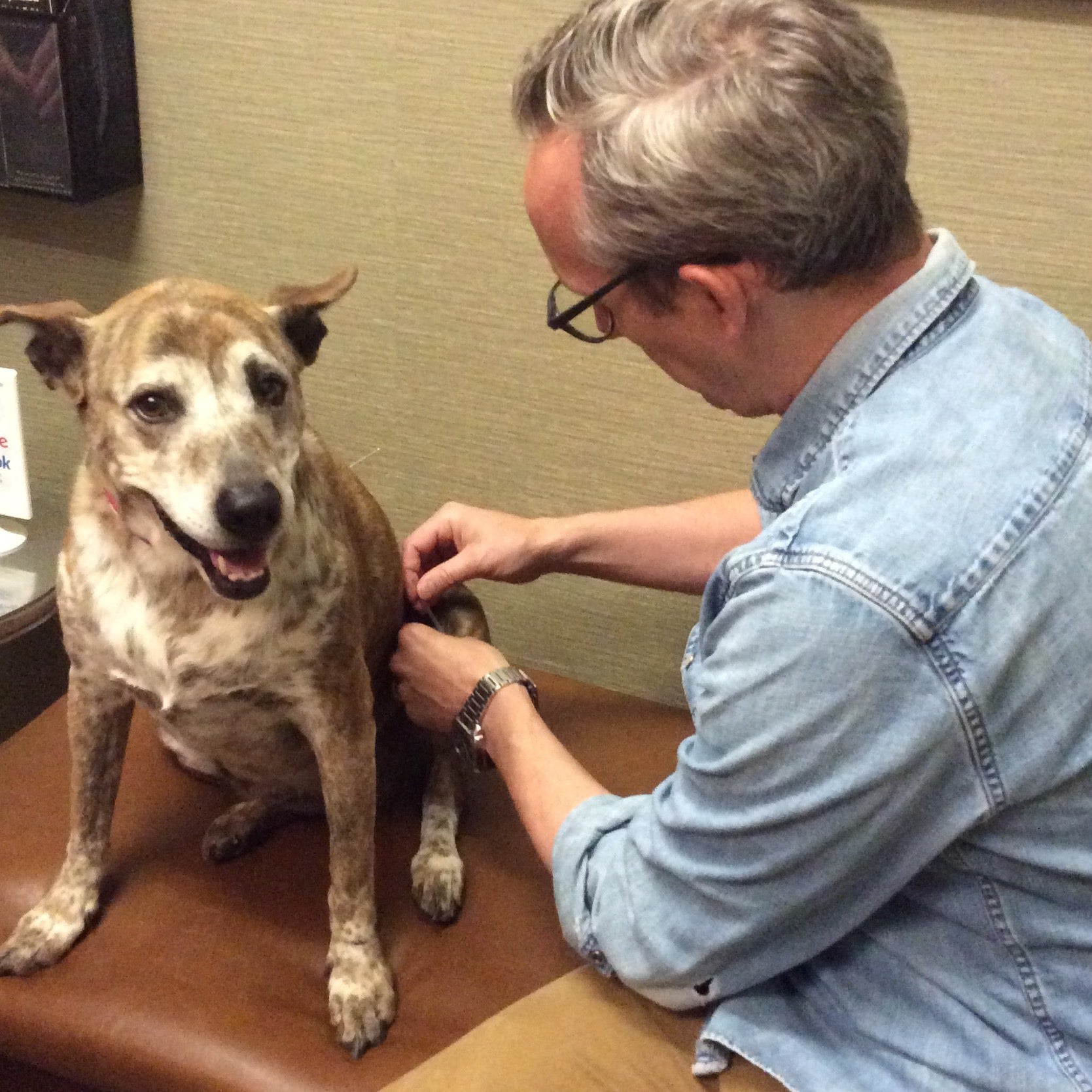 Holistic Acupuncture Care for Pet Arthritis