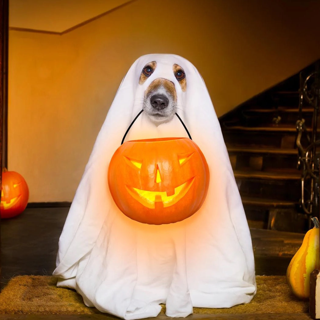 Ack! My dog ate chocolate!