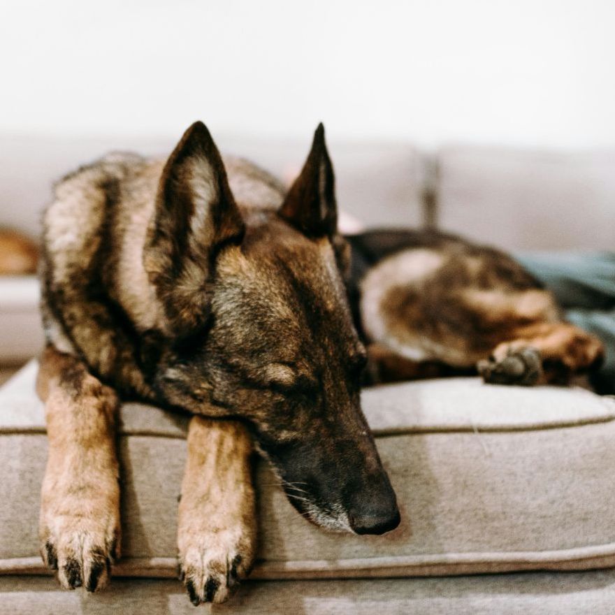 Wildfire Season: Pets & Smoke plus our Evacuation Prep List
