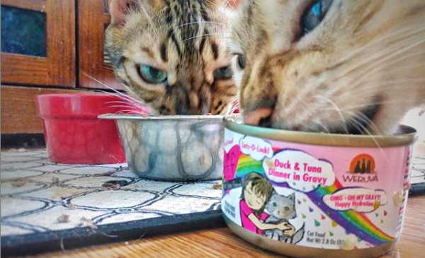 Why Cats NEED to Eat Wet Food - Raw and Canned are Best!