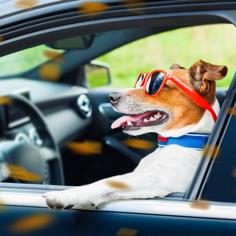 US Travel Requirements for Dogs 🇺🇸
