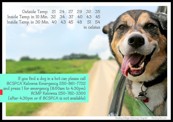 What to do if you find a dog in a hot car - Pandosy Vet