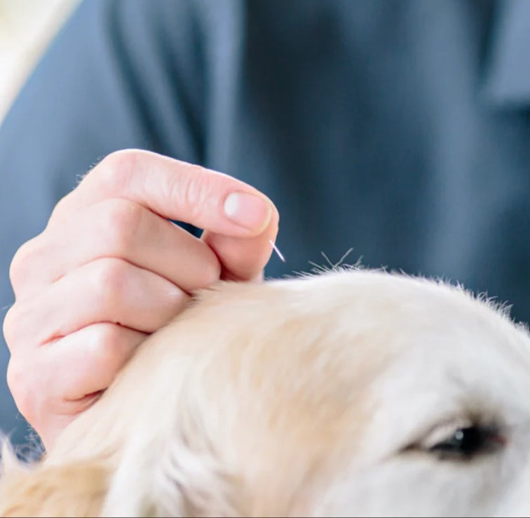 Dog acupunture