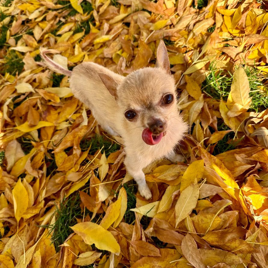 Harvest Treats for Dogs & Cats