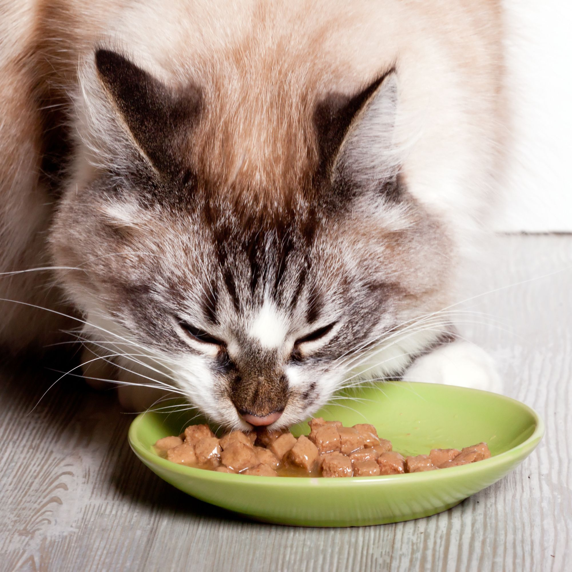Vet-Specific Food for Cats