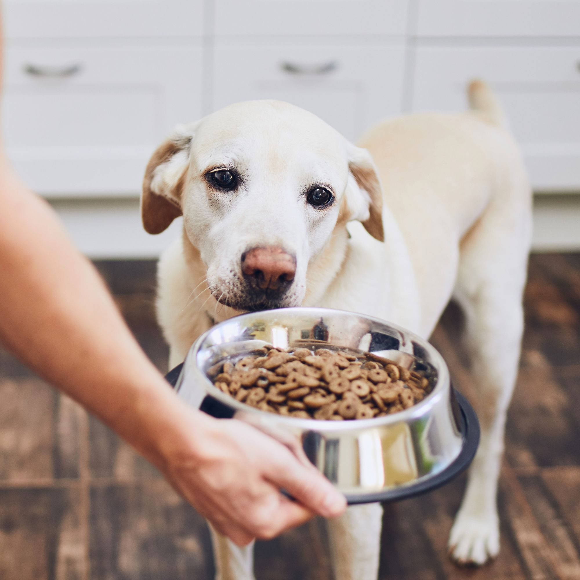 Vet-Specific Food for Dogs