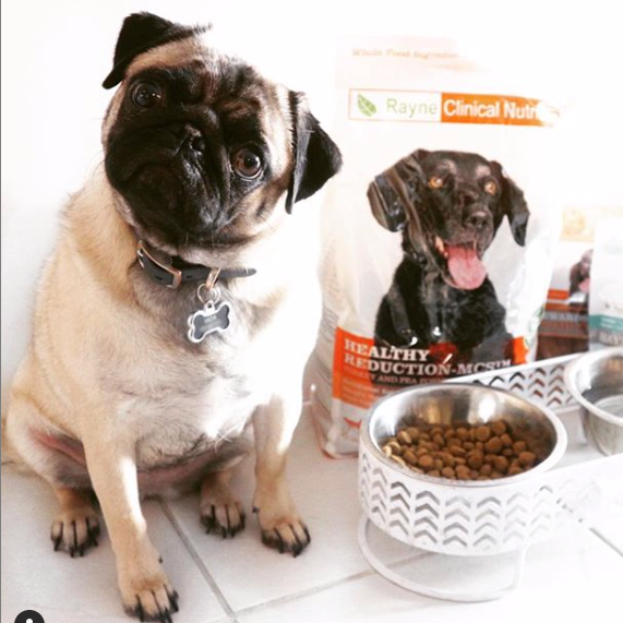 Vet Specific Food for Dogs Pandosy Vet