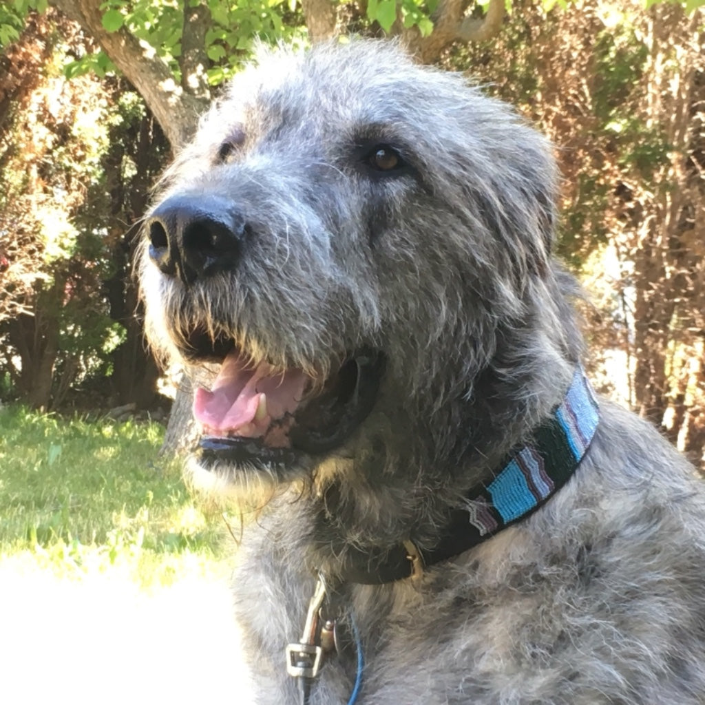 Rest in Peace, our darling Wolfhound