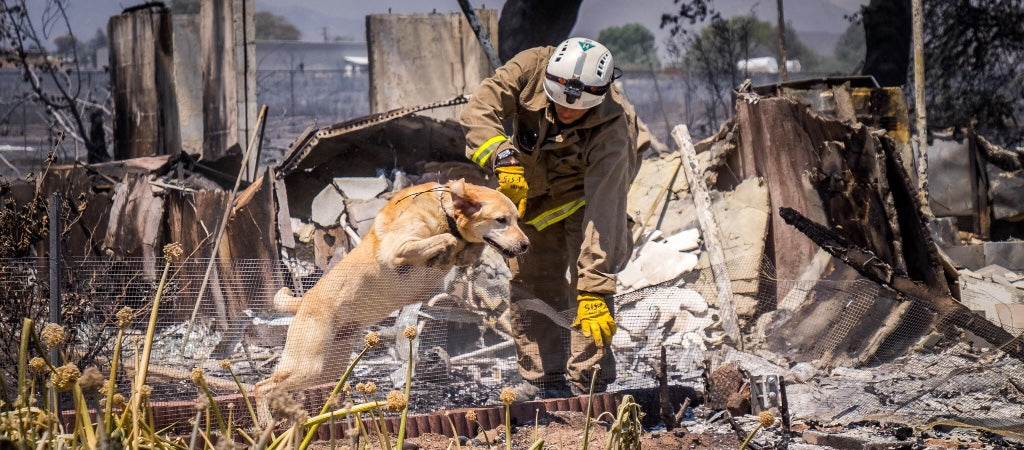 Keep your pets safe during fire season