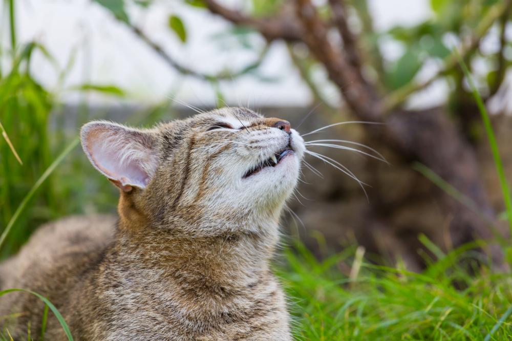 Healthy cat teeth: Busting myths about your feline's fangs