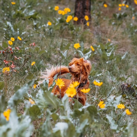 Tick Season is here! 🕷🌷