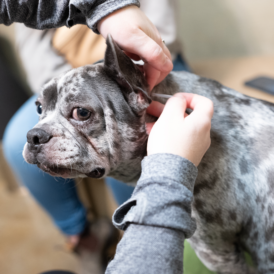 Acupuncture for Cats & Dogs