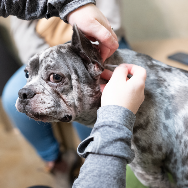 Photo inspiration: Acupuncture For Cats Dogs Photo Inspiration