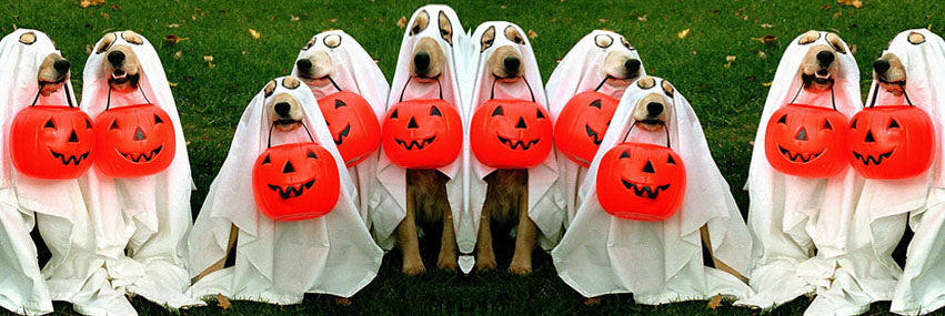 Oct 31 - Trick or Treating for Pets at Pandosy Vet!