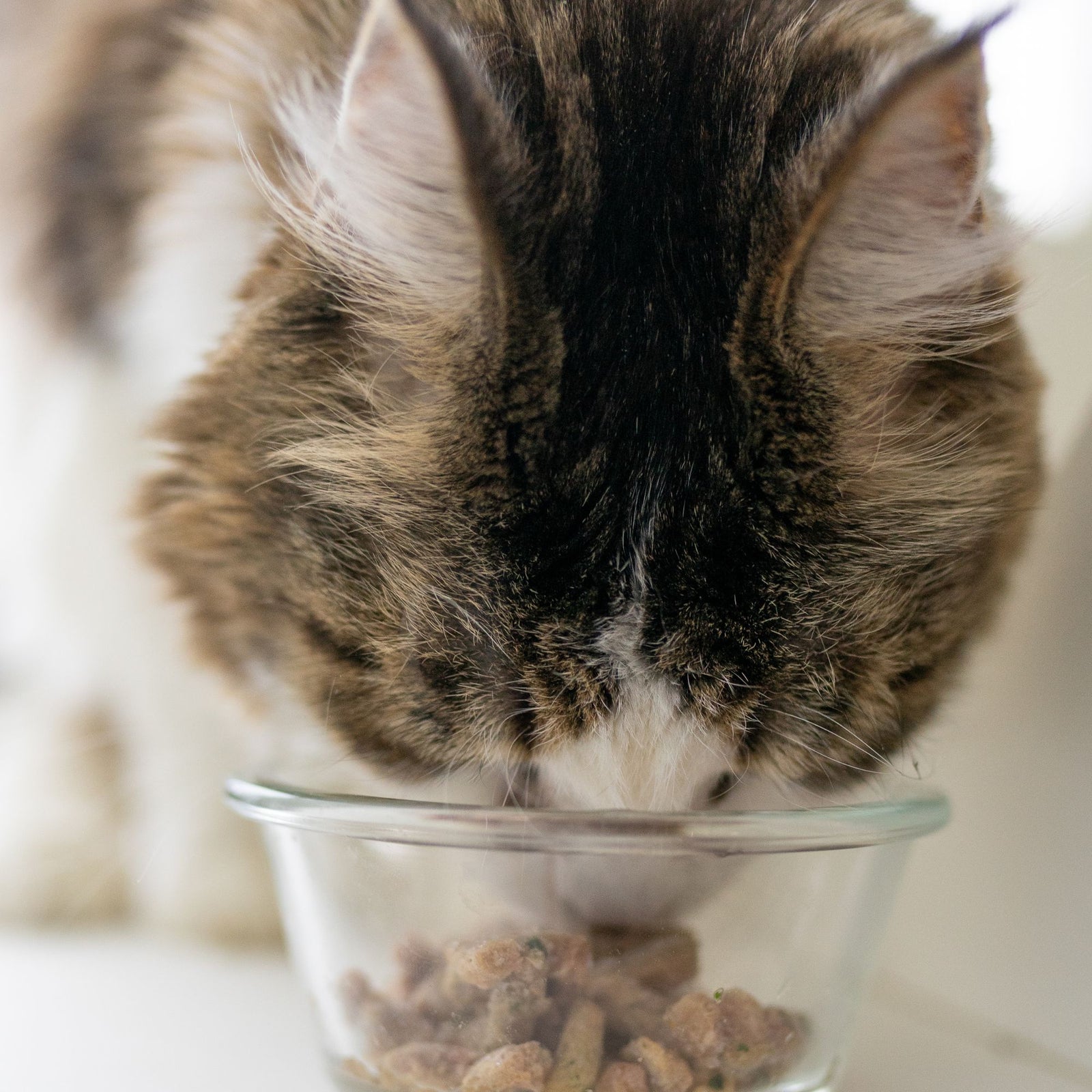 Holistic Cat Food