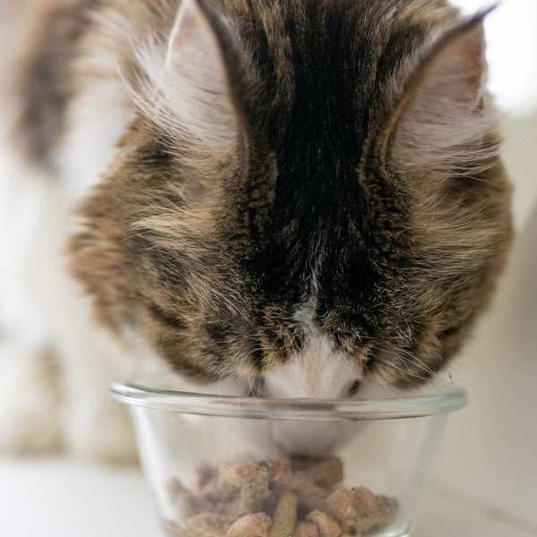 Holistic vet 2024 recommended cat food