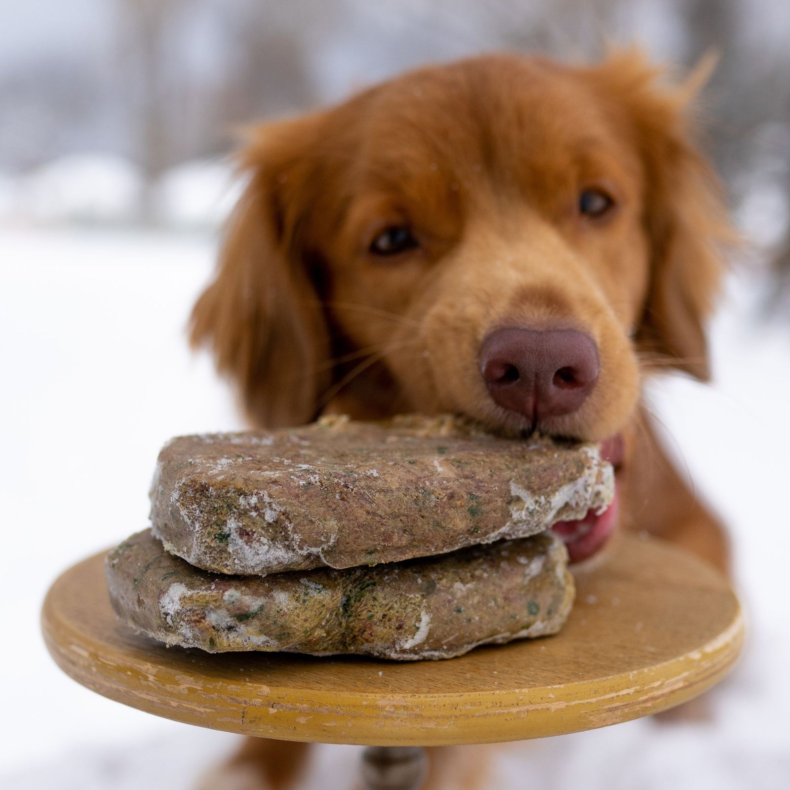 Holistic Dog Food