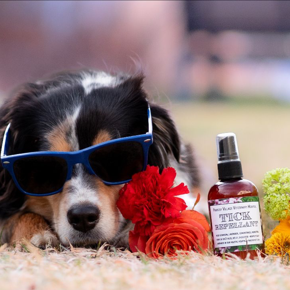 Apple cider vinegar tick repellent for fashion dogs