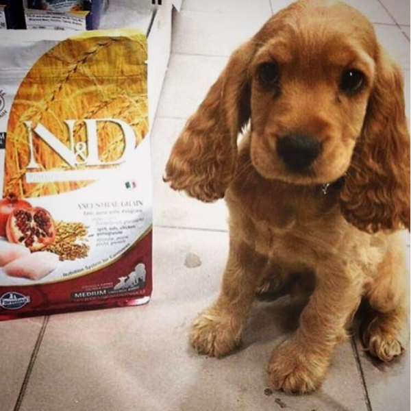 Farmina N D Ancestral Grain Puppy Food Pandosy Vet